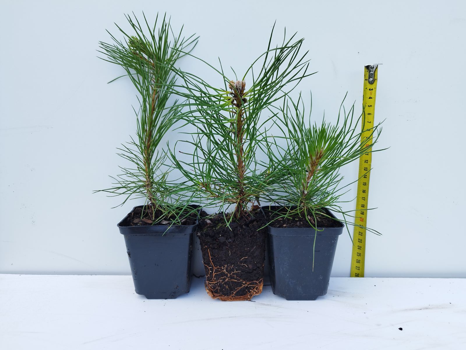 Juodoji pušis Pinus nigra austriaca P9x25 - TAVO AUGALAI